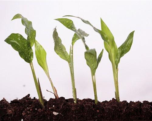 �籽¡����