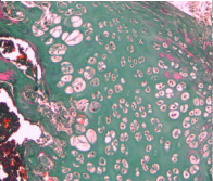 ������֯��ѧ